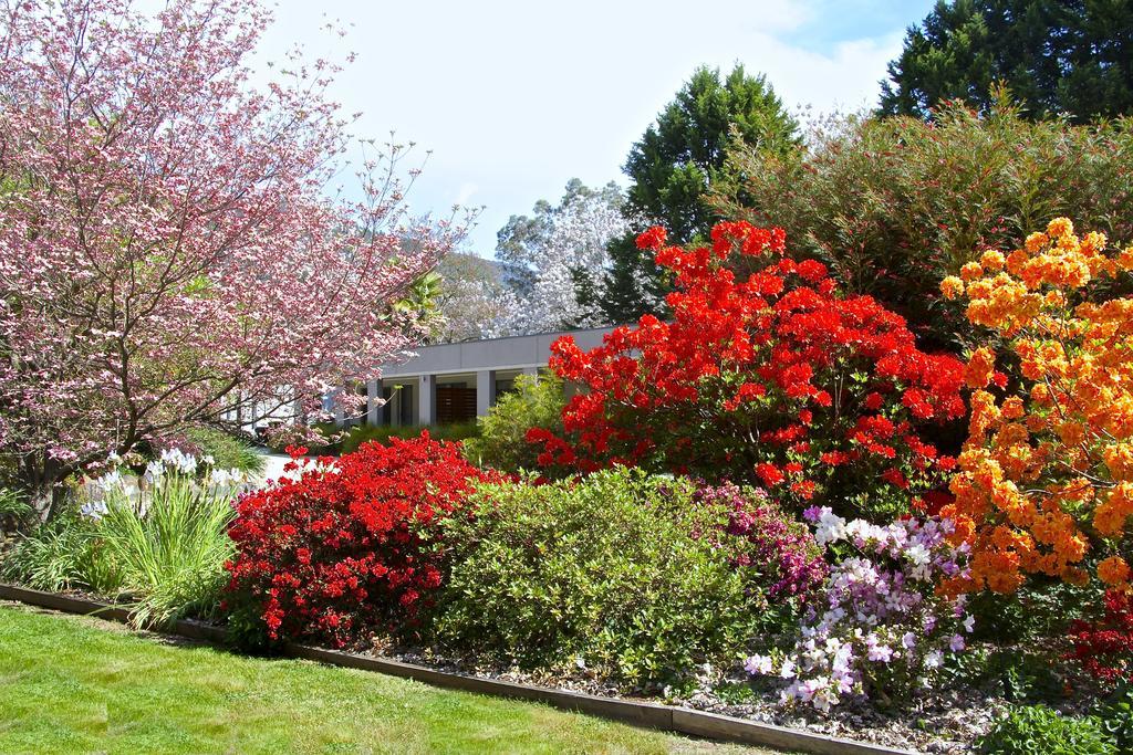 Grevillea Gardens Apartment 3 布赖特 外观 照片